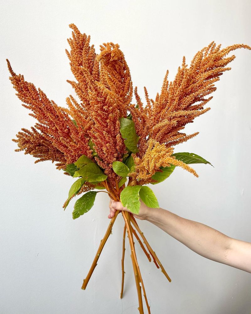 Amaranth