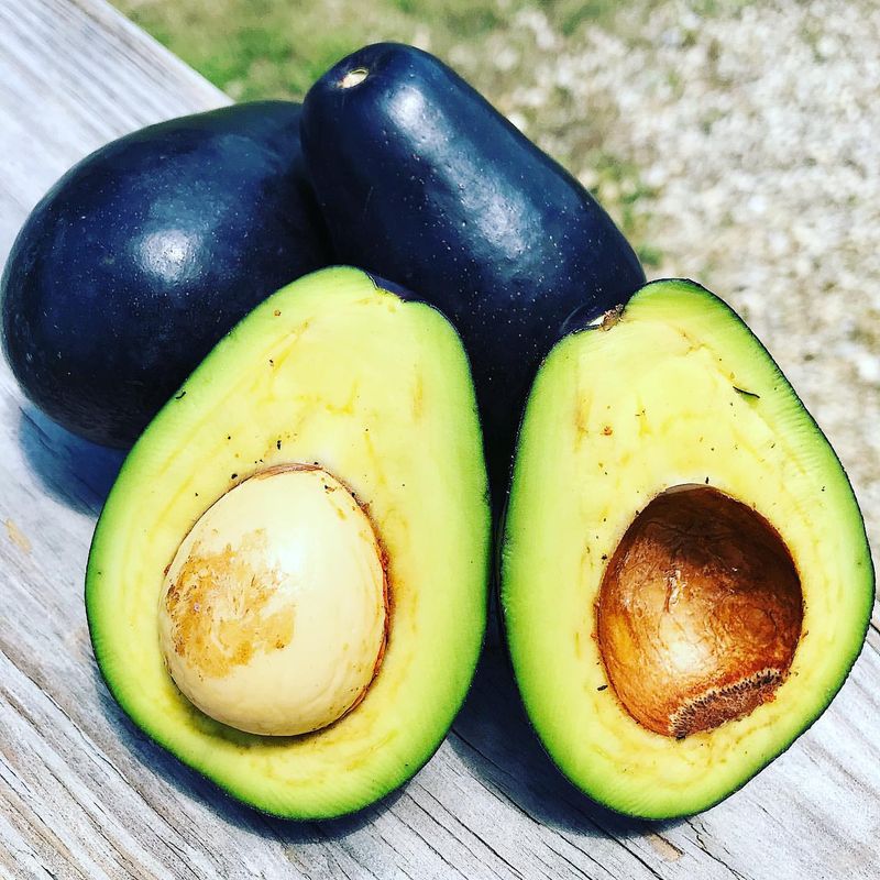 Avocados