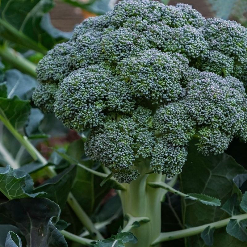 Broccoli