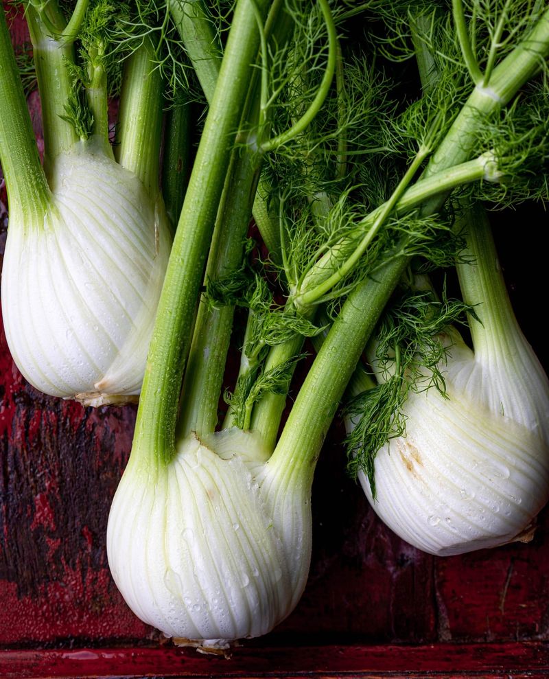 Fennel