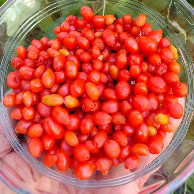 Goji Berries