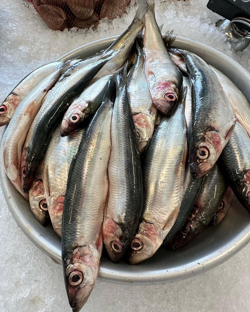 Sardines