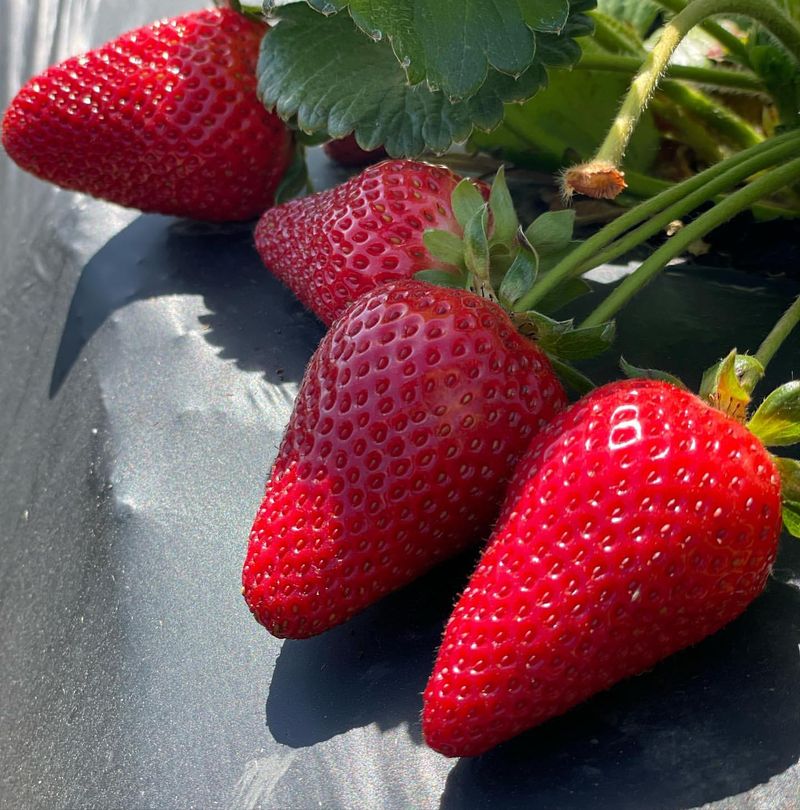 Strawberries