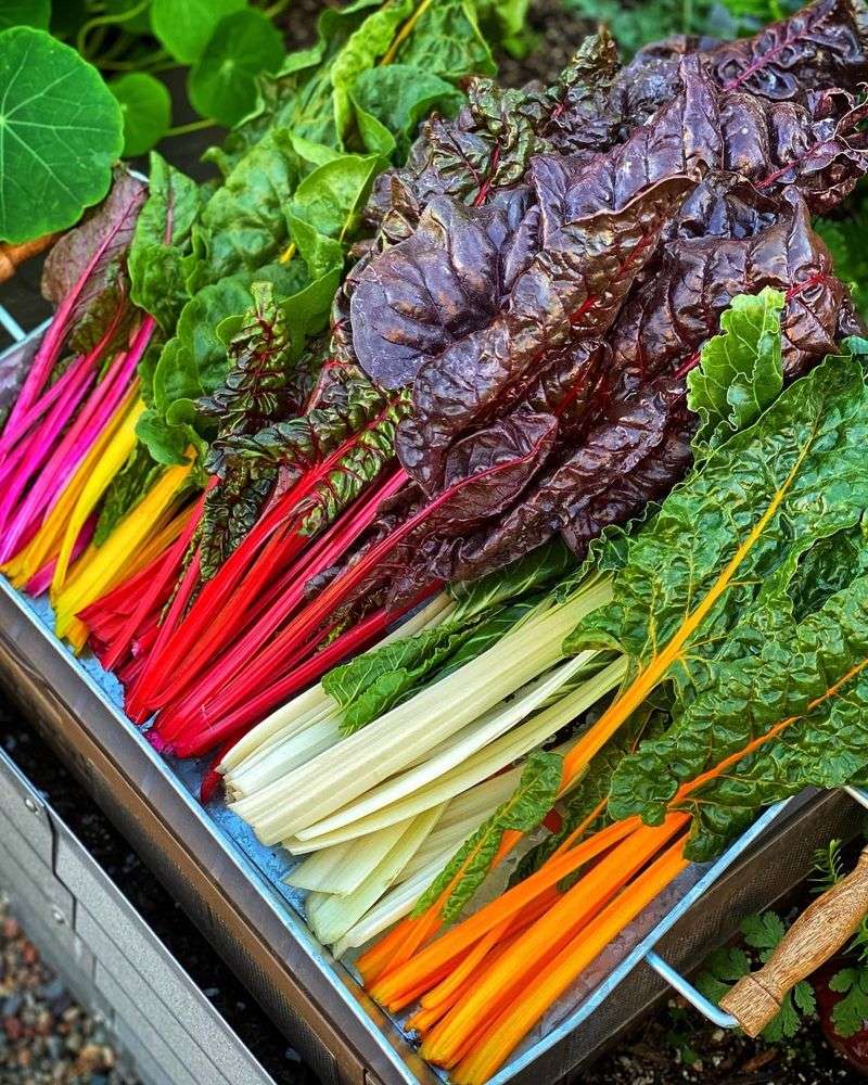 Swiss Chard
