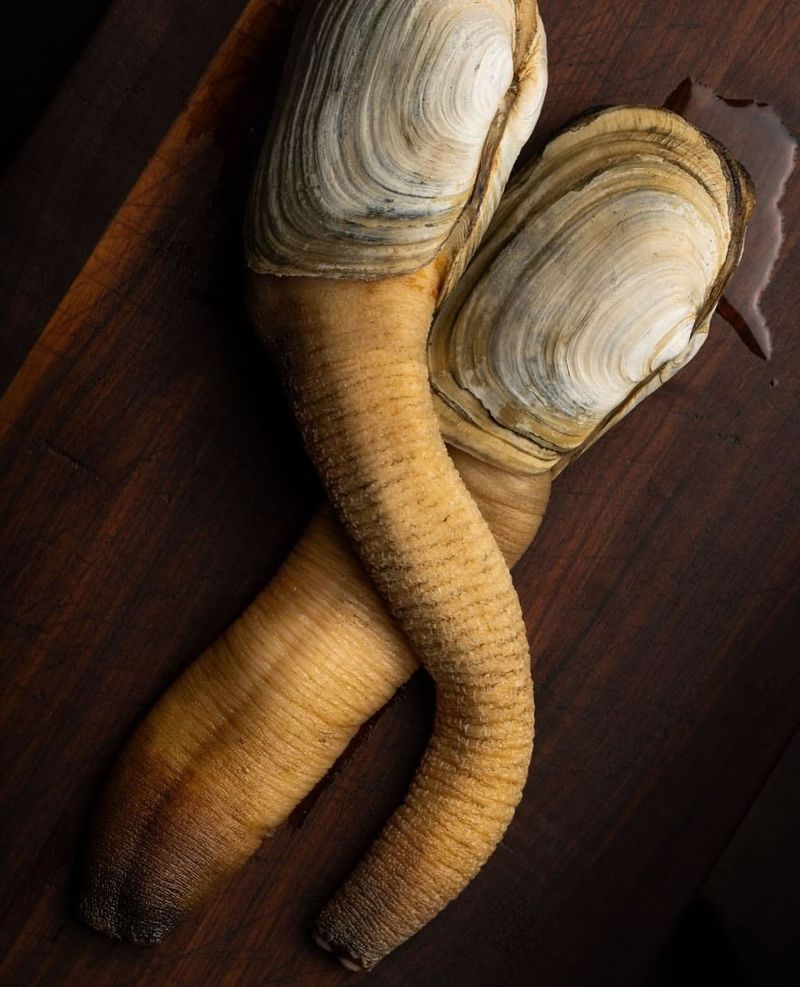 Washington: Geoduck