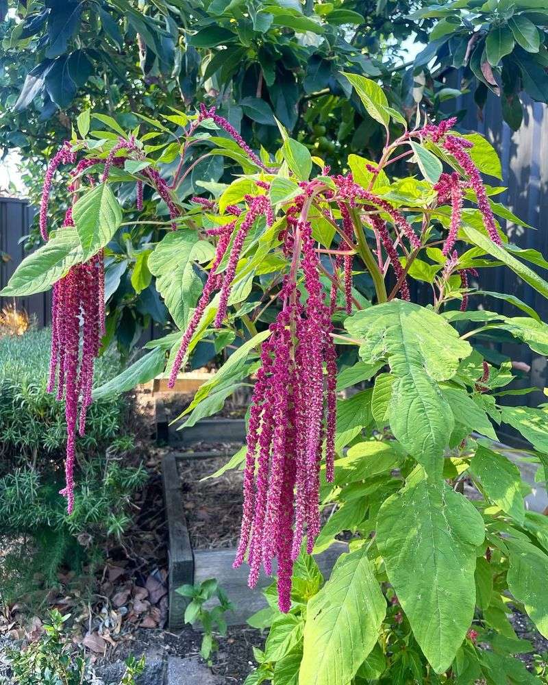 Amaranth