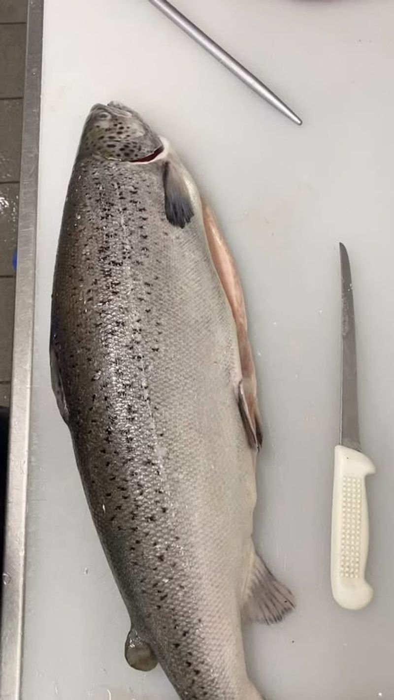 Atlantic Salmon (Farmed)