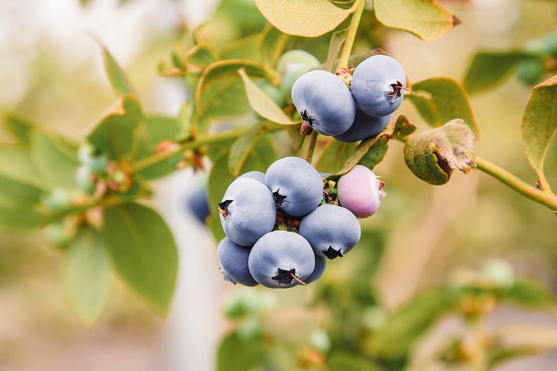 Blueberries