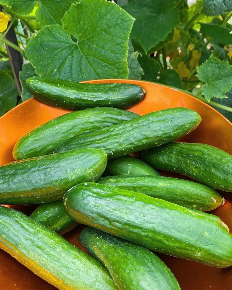 Cucumbers