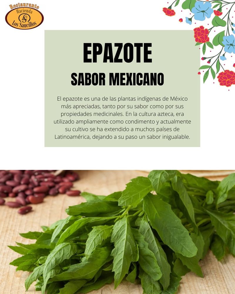 Epazote