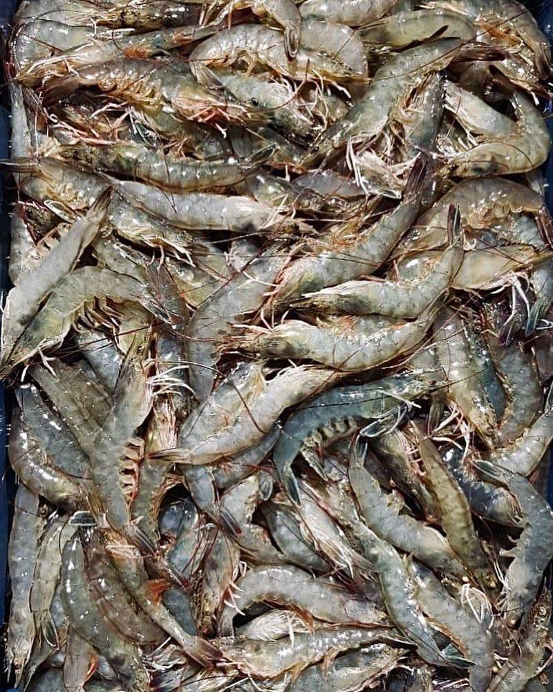 Farmed Shrimp