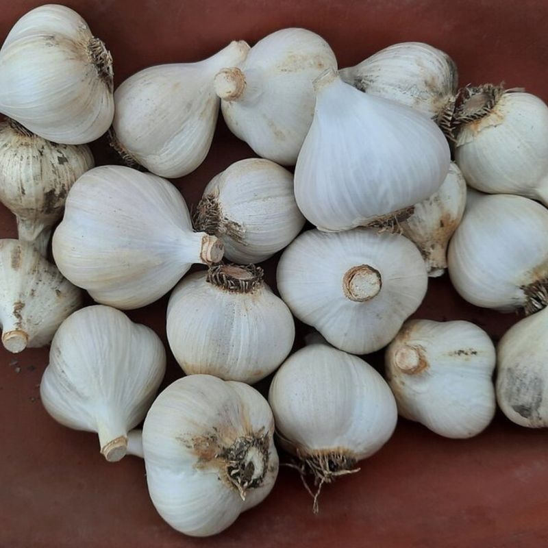 Garlic