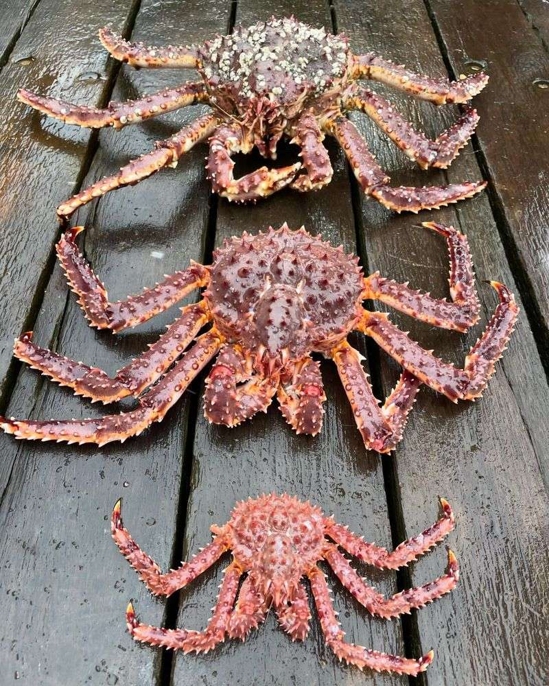 Imported King Crab