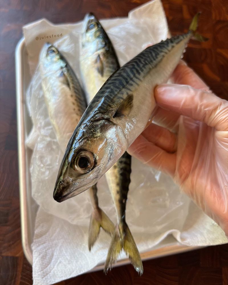 Mackerel