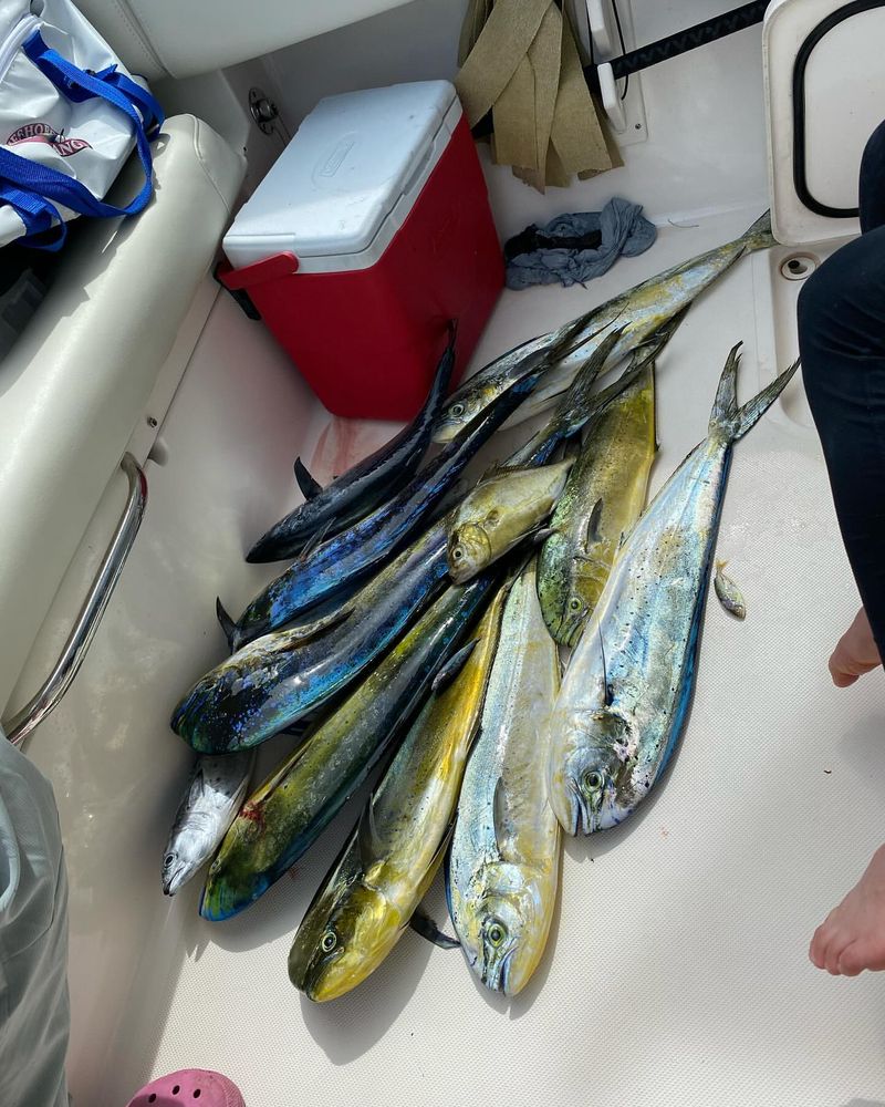 Mahi-Mahi