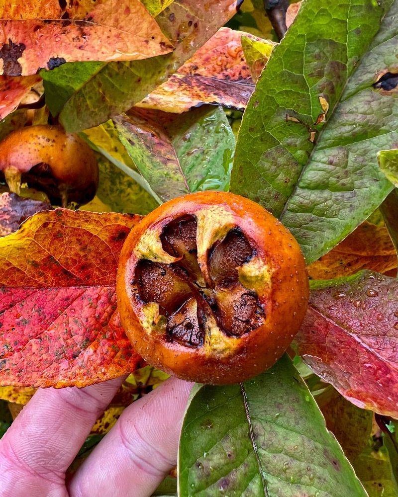 Medlar Fruit