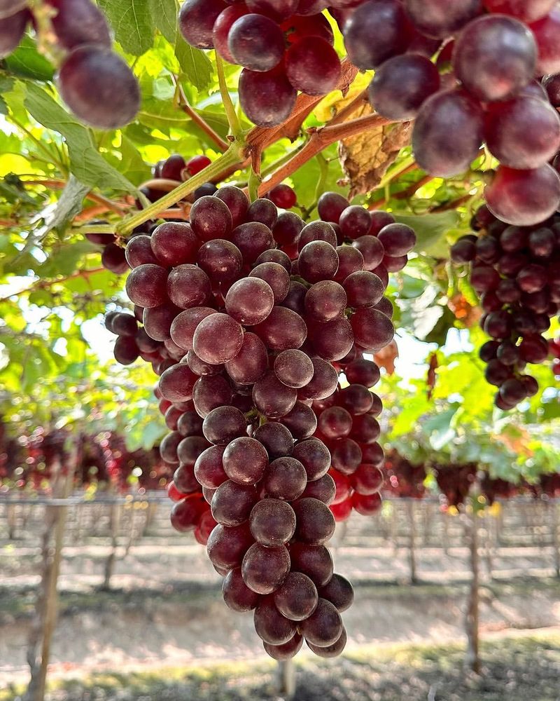 Red Grapes