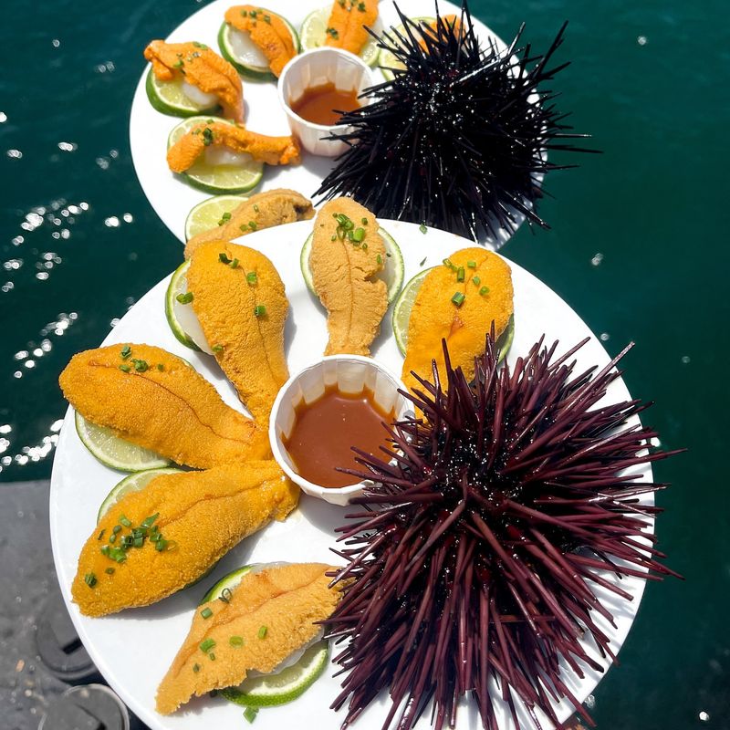 Sea Urchin