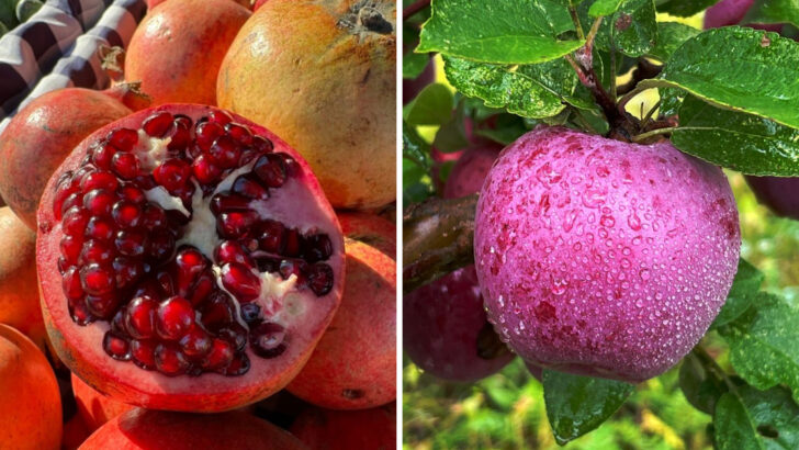 The 8 Absolute Healthiest Fruits You Can Eat