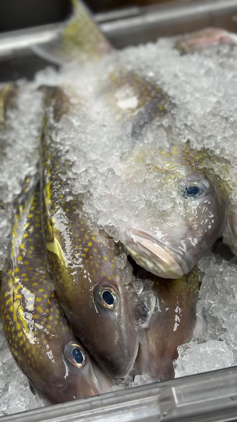 Tilefish