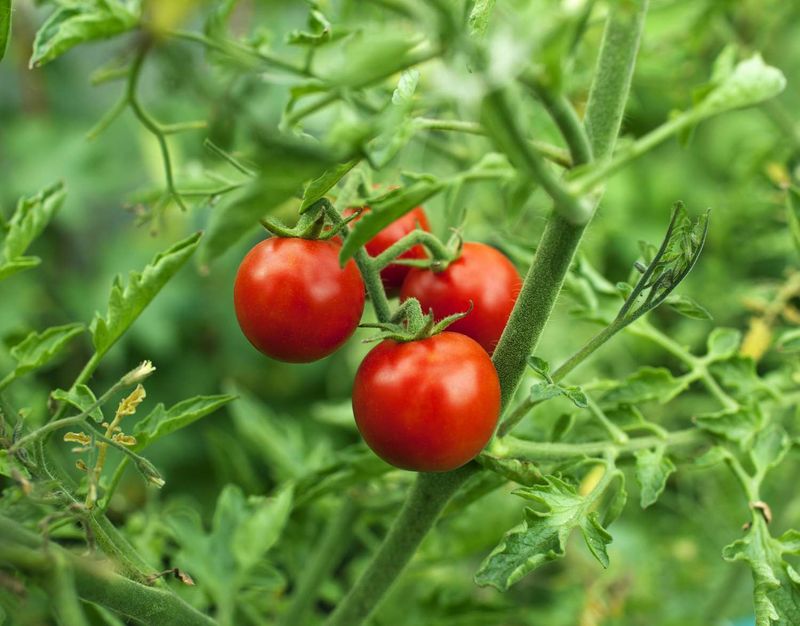 Tomatoes