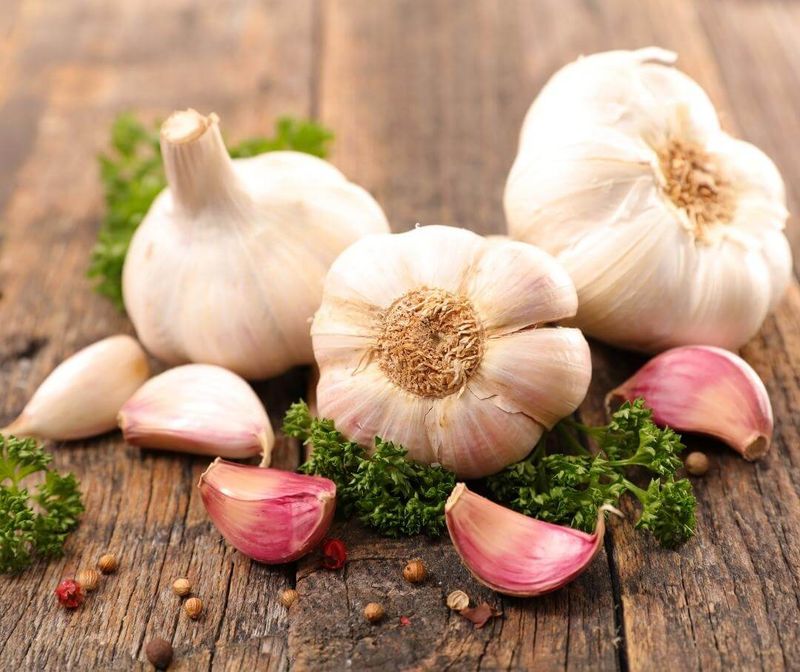 Garlic