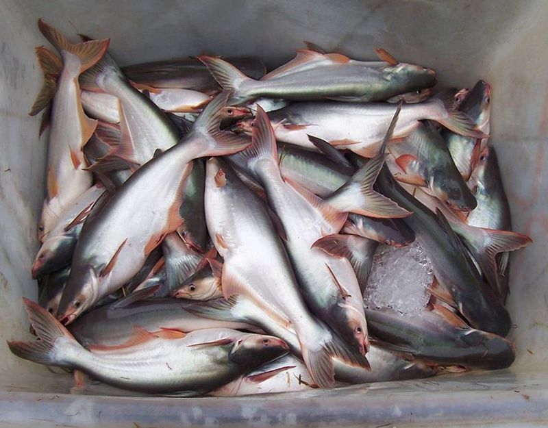 Imported Pangasius