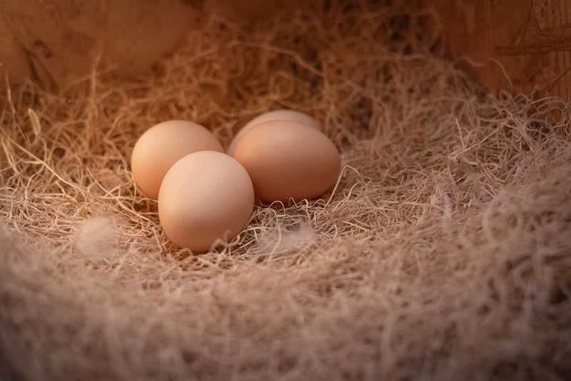 Eggs