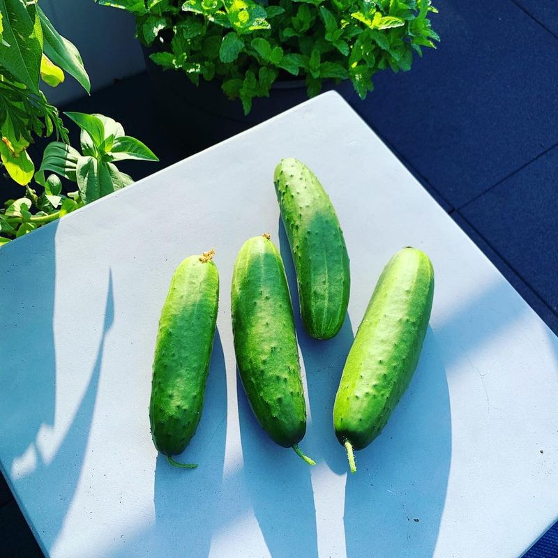 Cucumber