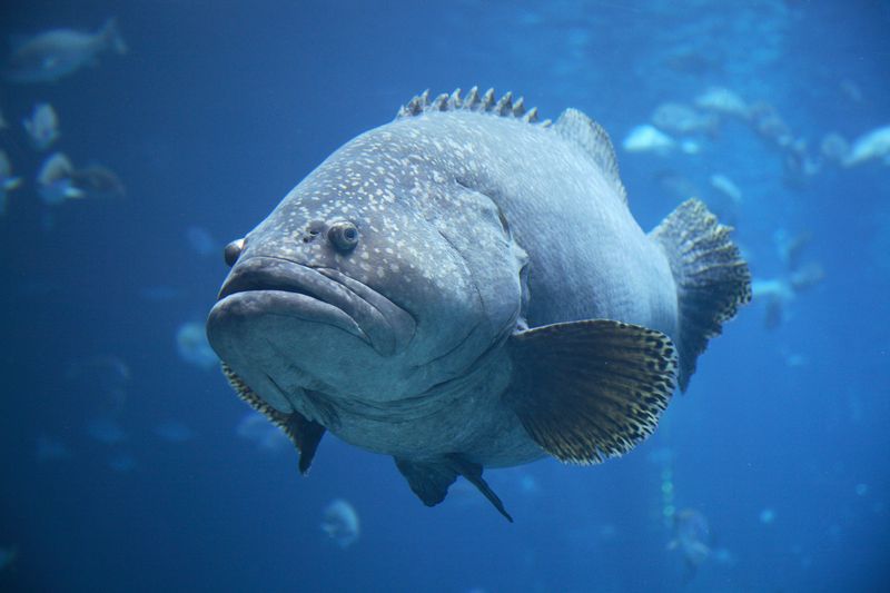 Grouper