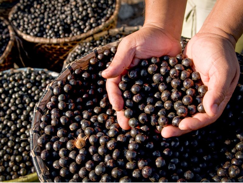 Acai Berries (Brazil)