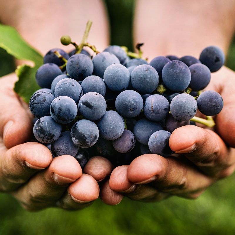Grapes