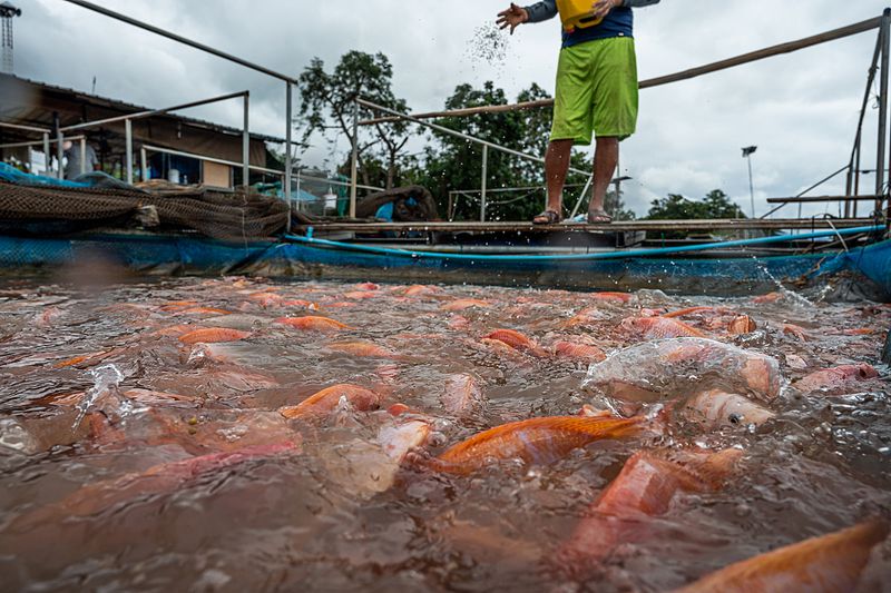 Tilapia (Farm-Raised)