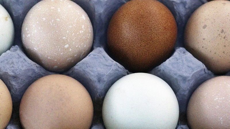 Myth: Brown eggs are healthier than white eggs
