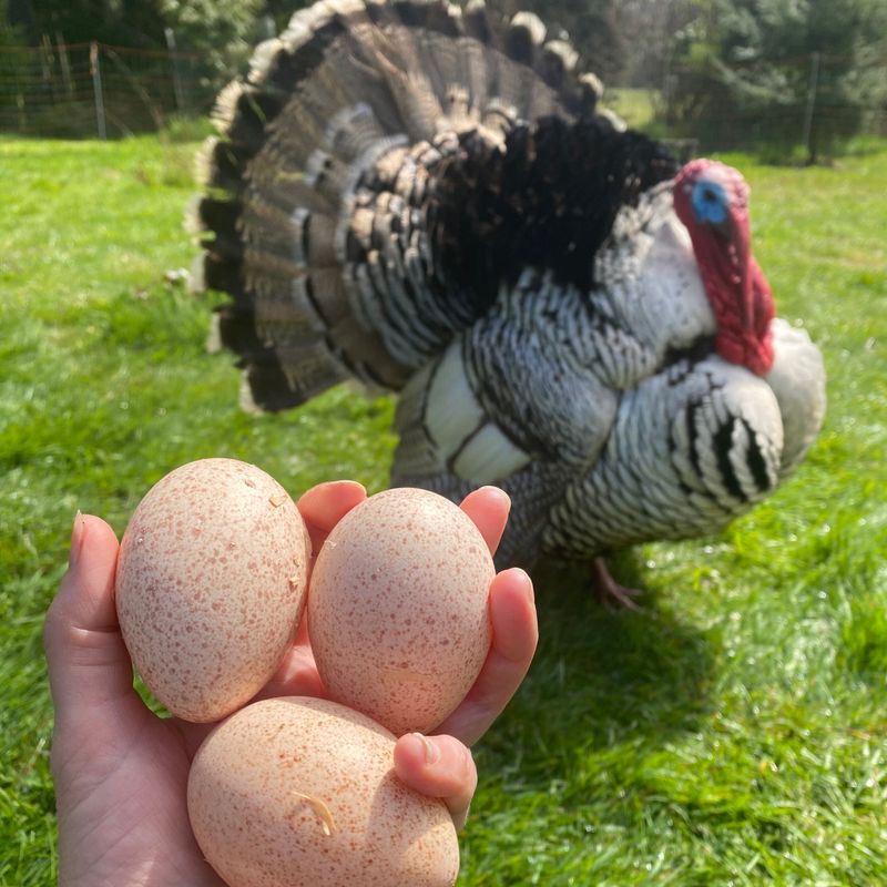 Turkeys Lay Fewer Eggs