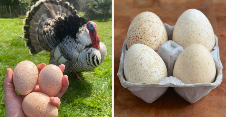 6 Reasons Turkey Eggs Aren’t on Your Plate And 9 Surprising Facts That Might Change Your Mind