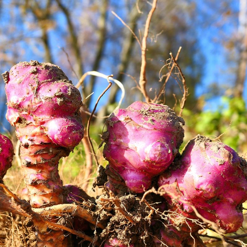 Jerusalem Artichokes (Sunchokes)