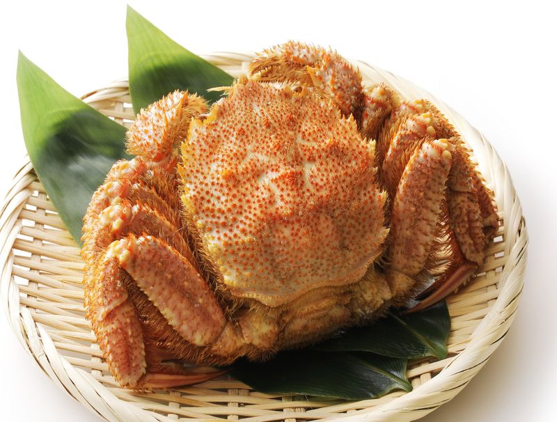 Horsehair Crab (Japan)