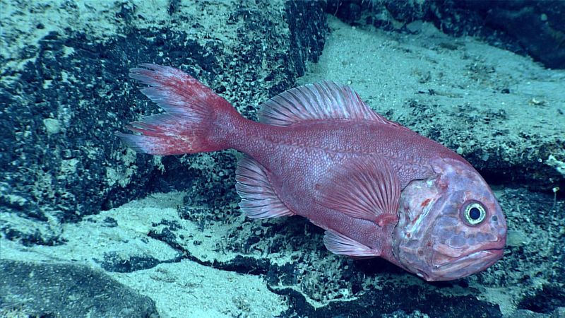 Orange Roughy