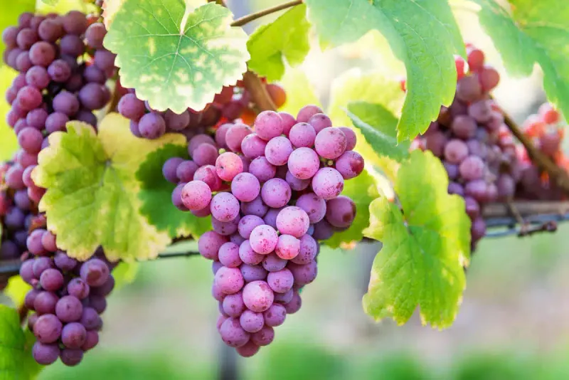Grapes