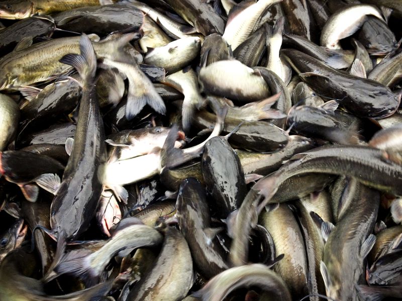 Imported Catfish (Especially from Vietnam)