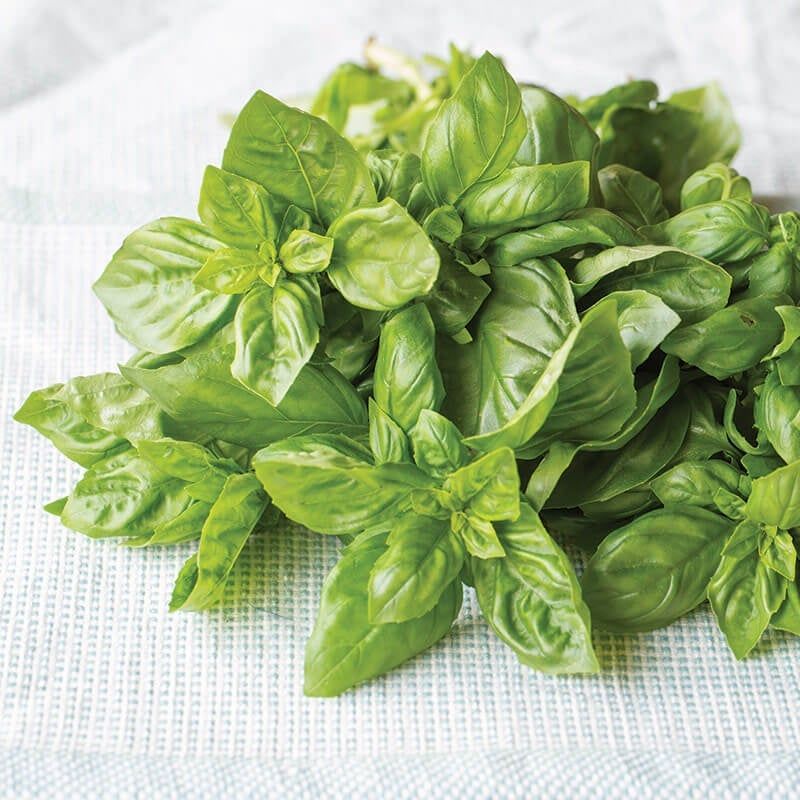 Basil