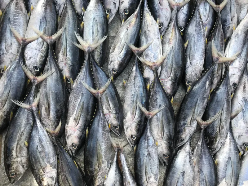 Too Much Tuna or Swordfish