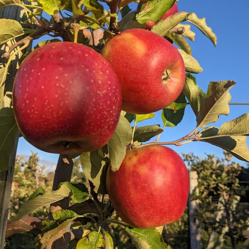 Apples