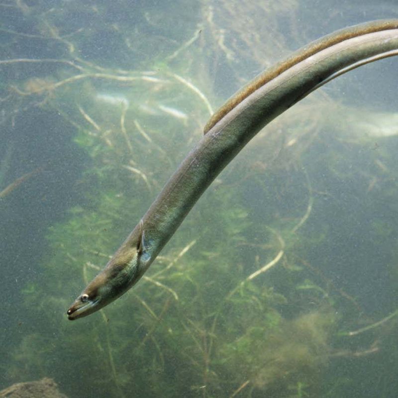 Eel (Unagi)