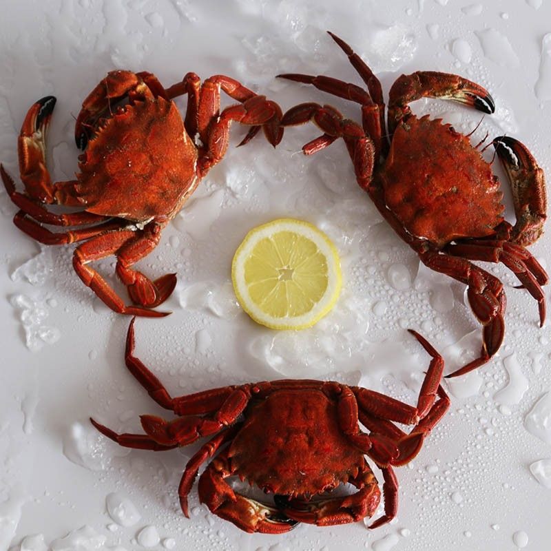 Velvet Crab (Scotland)