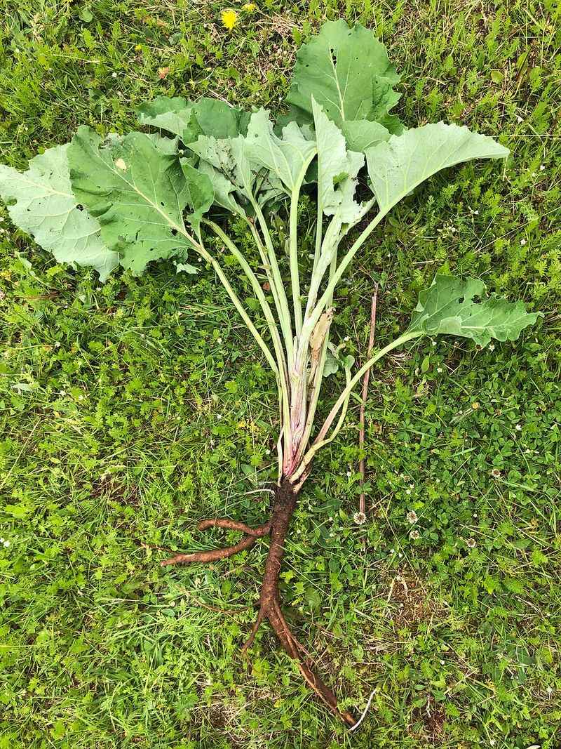 Burdock Root