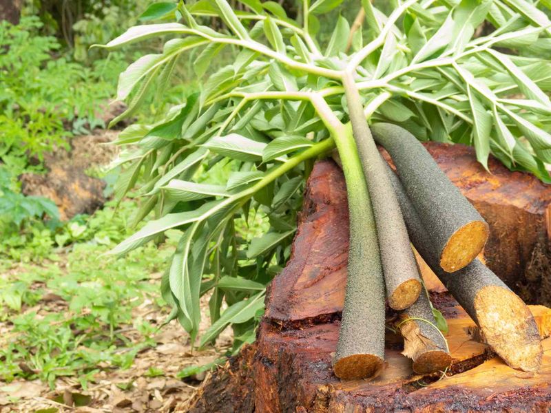 Konjac Root (Glucomannan)