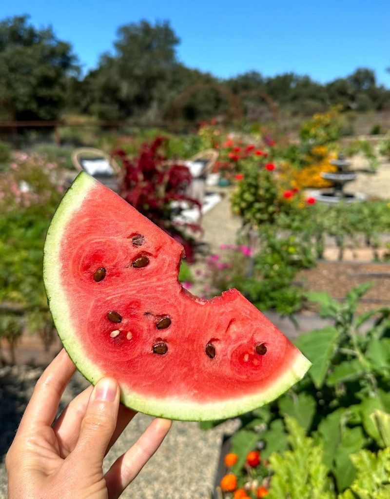 Watermelon