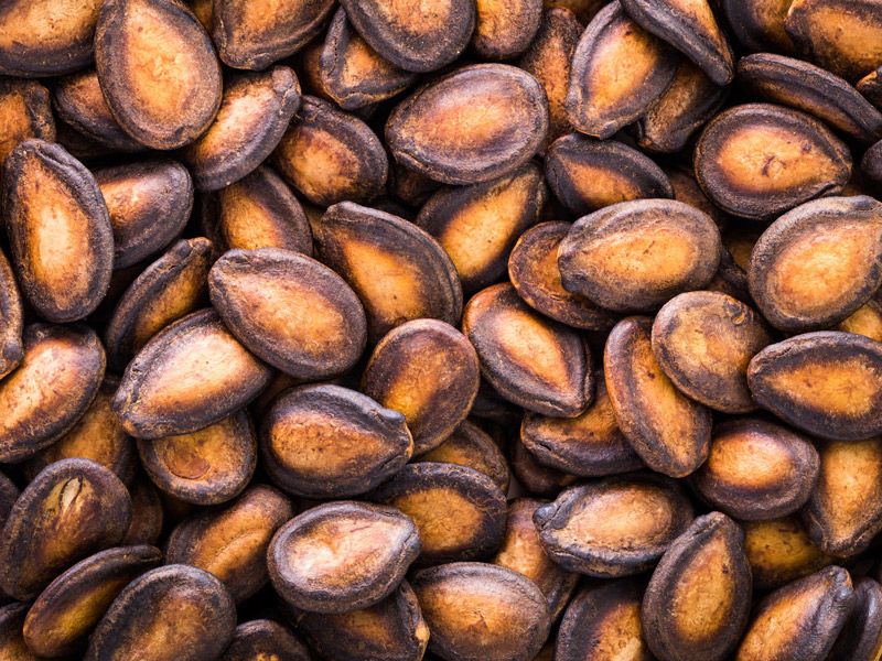 Watermelon Seeds (Roasted)